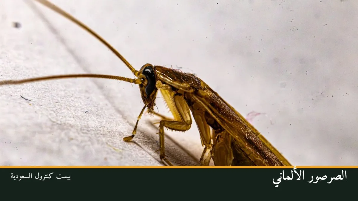 الصرصور الألماني