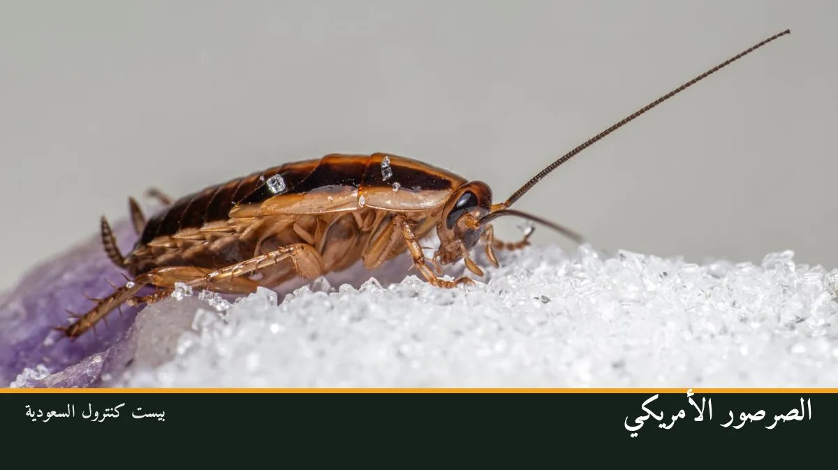 الصرصور الأمريكي