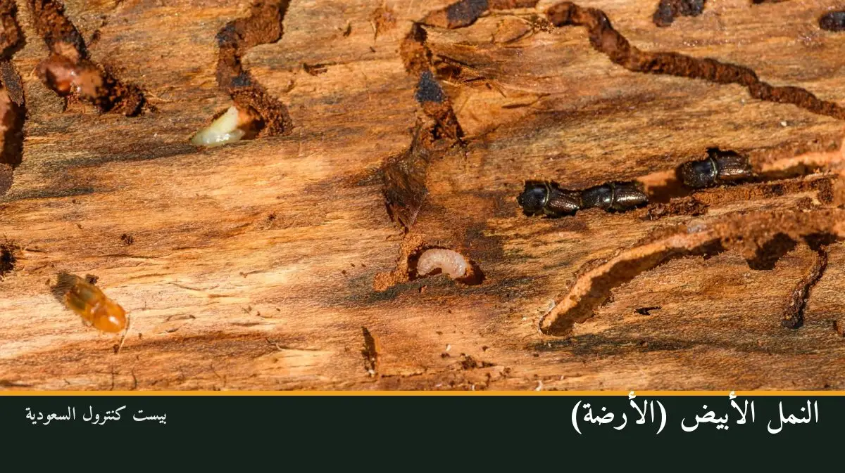 النمل الأبيض (الأرضة)