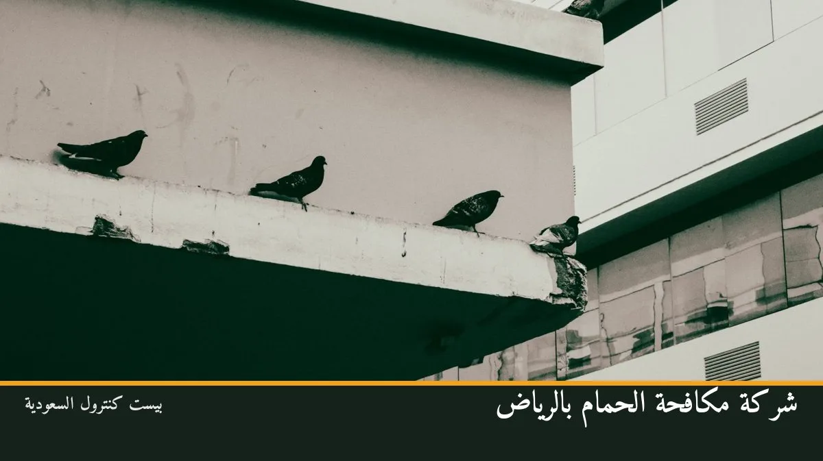 شركة مكافحة الحمام بالرياض