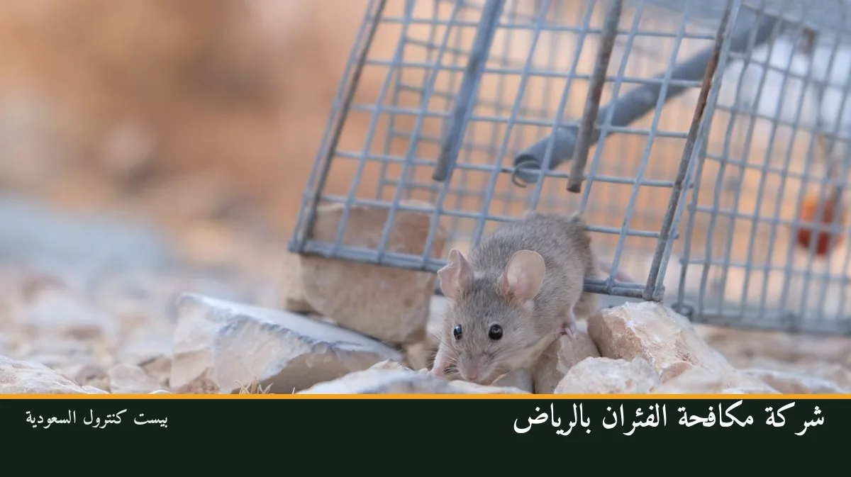 شركة مكافحة الفئران بالرياض