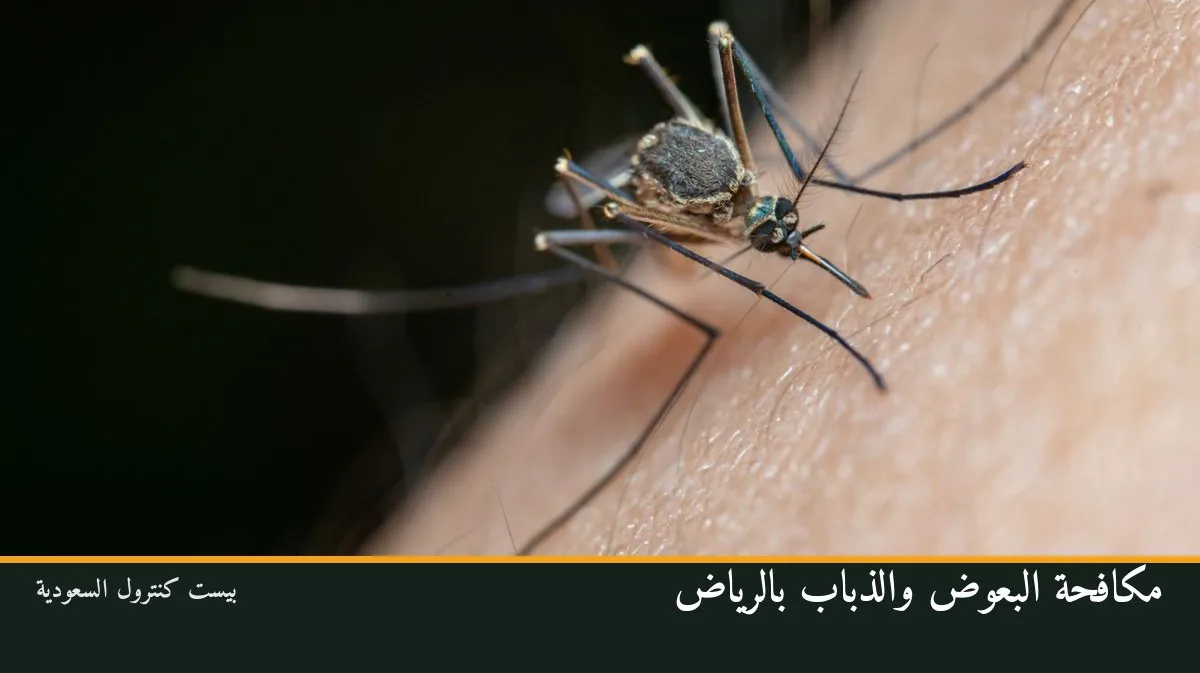 مكافحة البعوض والذباب بالرياض
