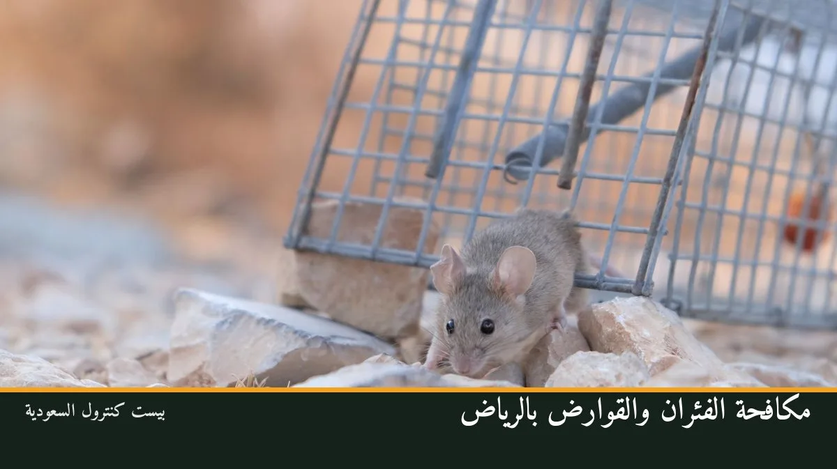 مكافحة الفئران والقوارض بالرياض