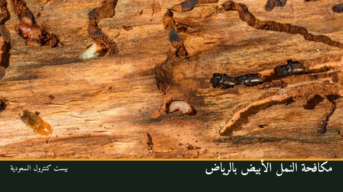 مكافحة النمل الأبيض بالرياض