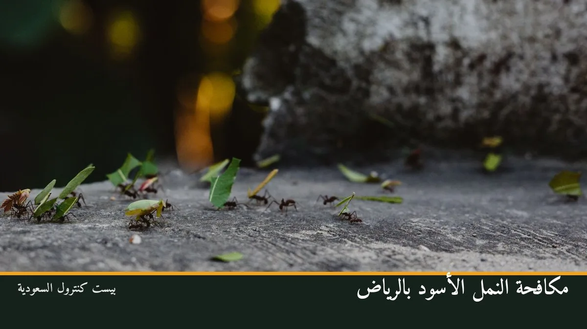 مكافحة النمل الأسود بالرياض