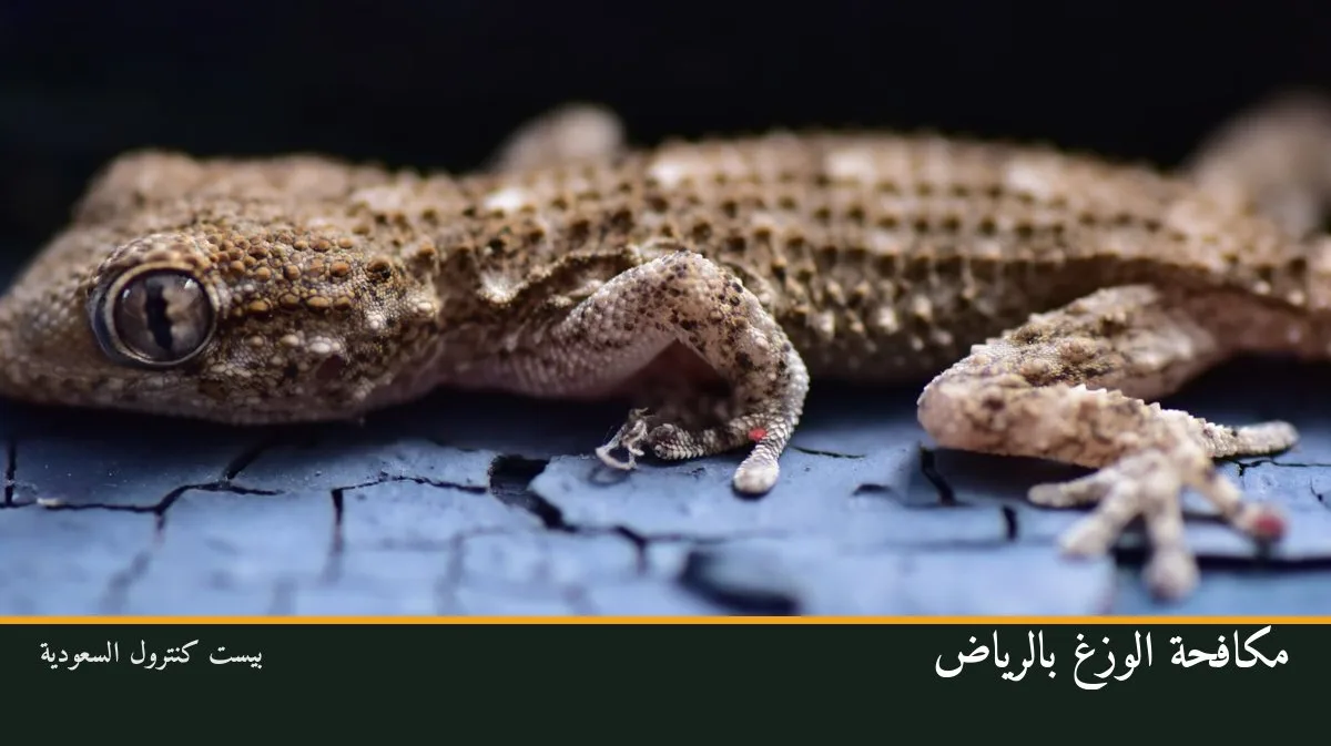 مكافحة الوزغ بالرياض